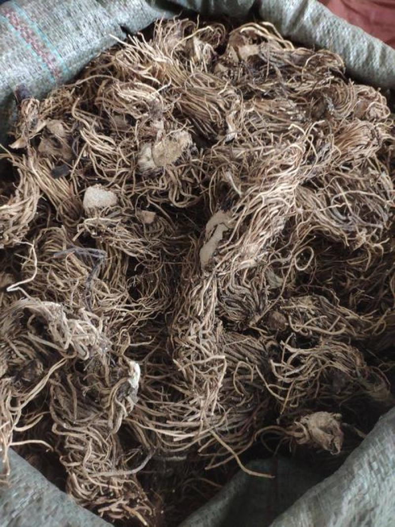 藜芦，中药材藜芦质量保证，经营各种中药材欢迎咨询合作！