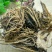 藜芦，中药材藜芦质量保证，经营各种中药材欢迎咨询合作！