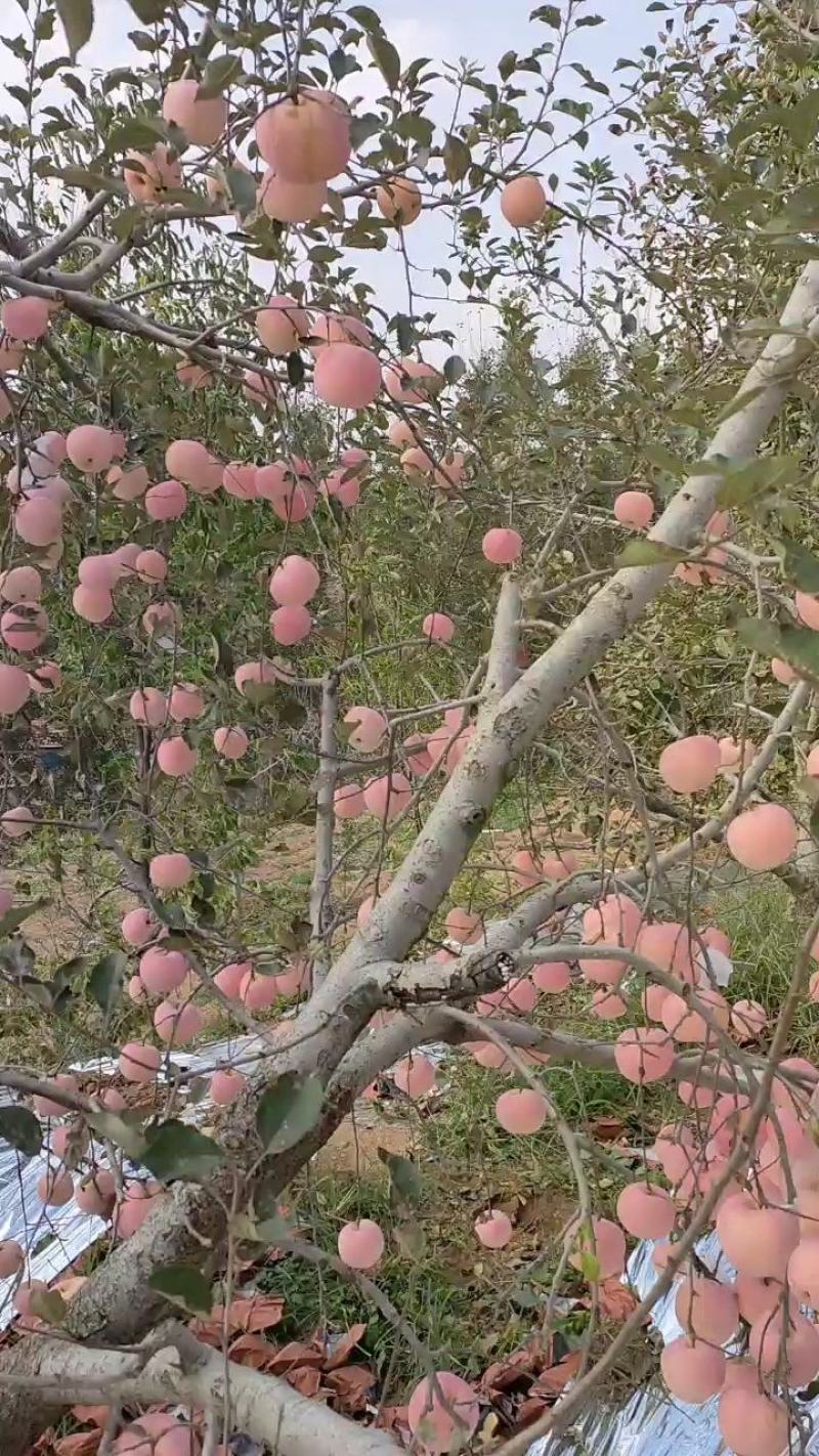 红富士苹果，条纹，全红