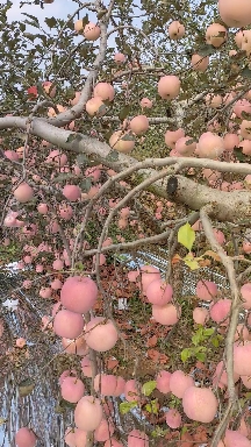 红富士苹果，条纹，全红