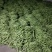 四川，精品，豆角王，无丝豆，每天供货2～6万斤
