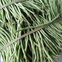 四川，精品，无筋豆，豆角王，无丝豆，每天供货2～6万斤