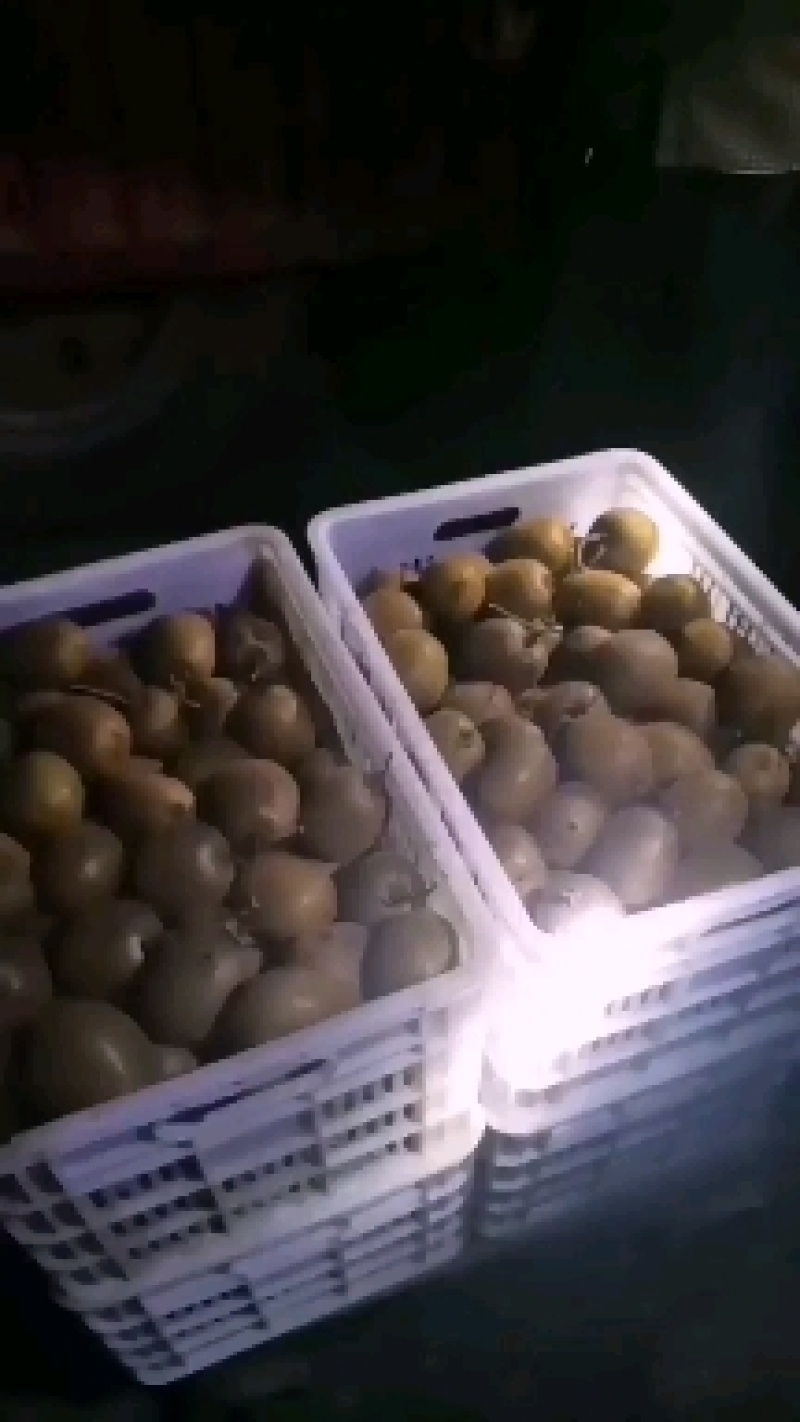 太白山优生区优质弥猴桃