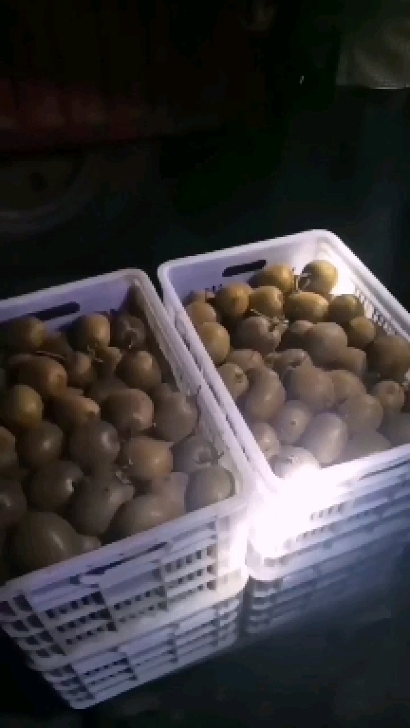 太白山优生区优质弥猴桃