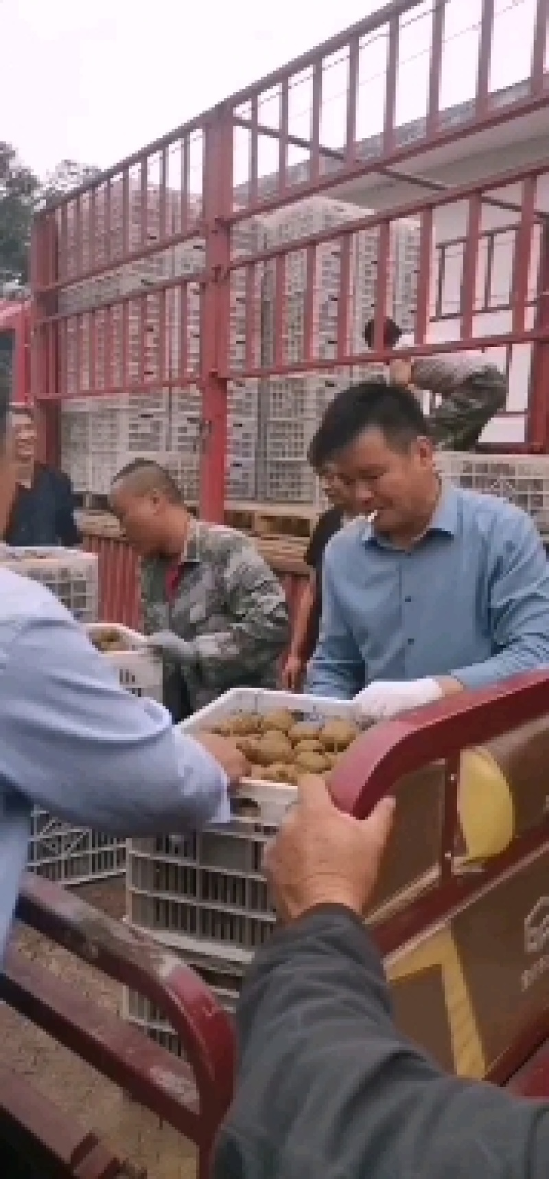 太白山优生区优质弥猴桃