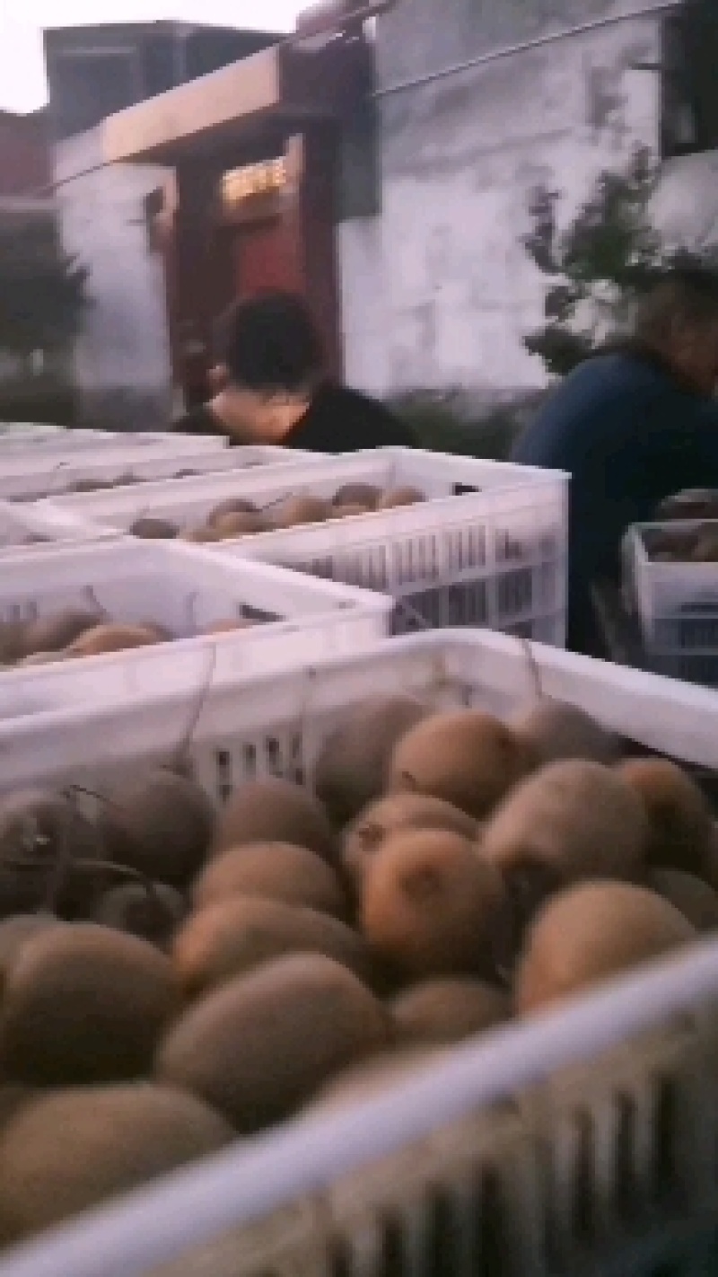 太白山优生区优质弥猴桃