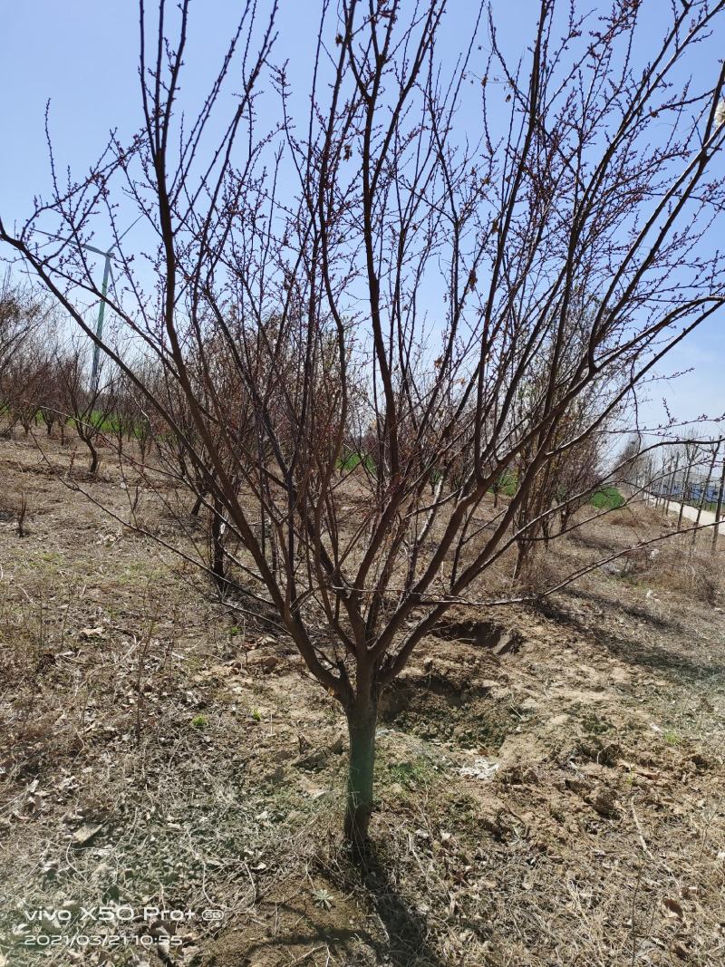 精品紫叶李，红叶李8—15公分，大量供应各种规格，
