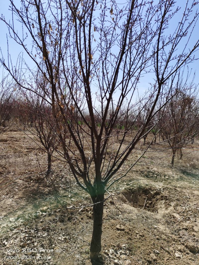 精品紫叶李，红叶李8—15公分，大量供应各种规格，