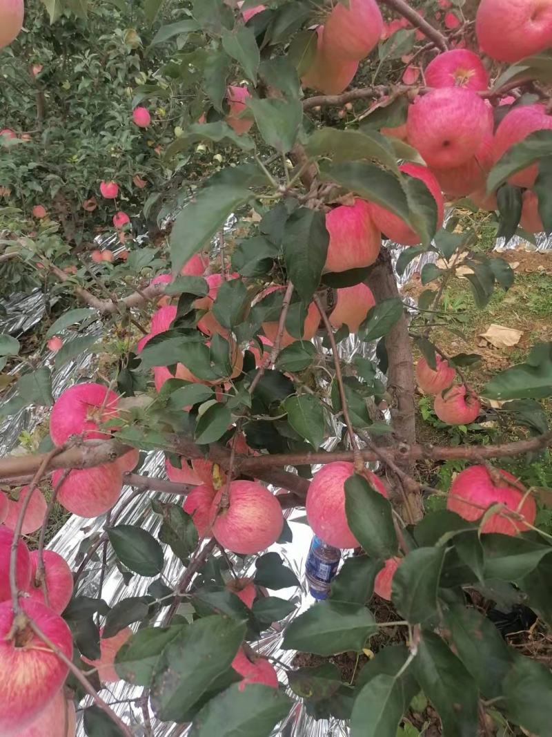 辽南红富士产地直销对接商超，电商，批发商