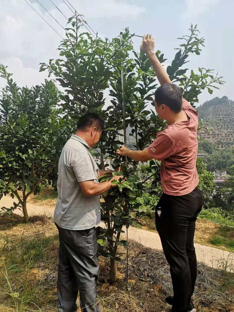 出售地径4--6公分柚树，高2m左右，冠幅1.5m左右。