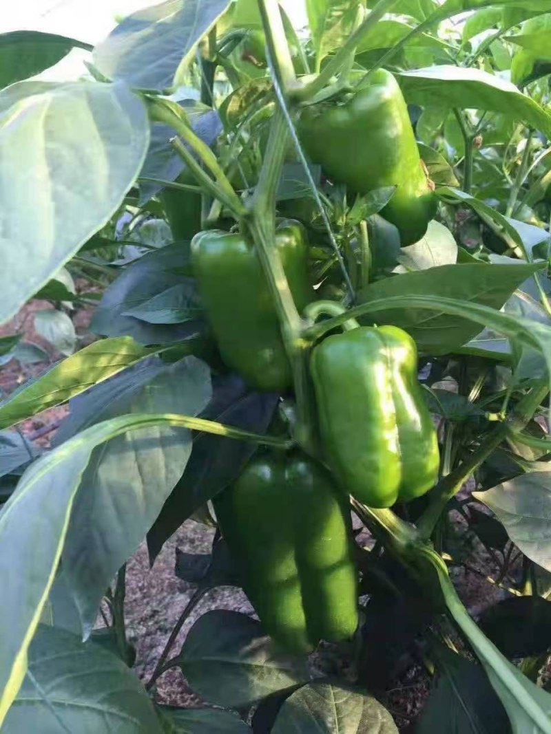 圆椒苗甜椒种苗太空椒苗厚皮大果圆椒苗长方椒苗