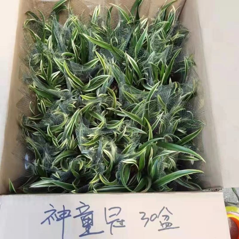 神童冠兰花叶色好叶艺漂亮根系好实物实拍图发货标准参考如图