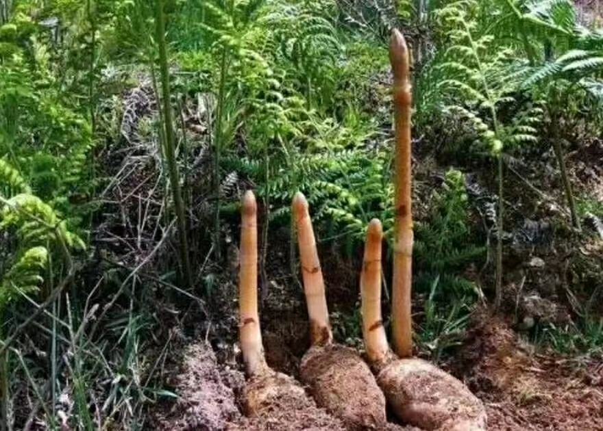 芝麻加工过程示意图