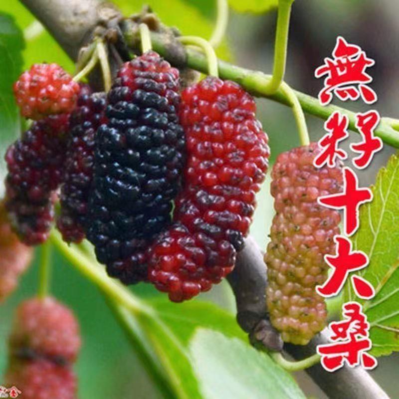 新品种台湾四季长果桑树苗特大十大果桑葚苗当年结果桑树苗