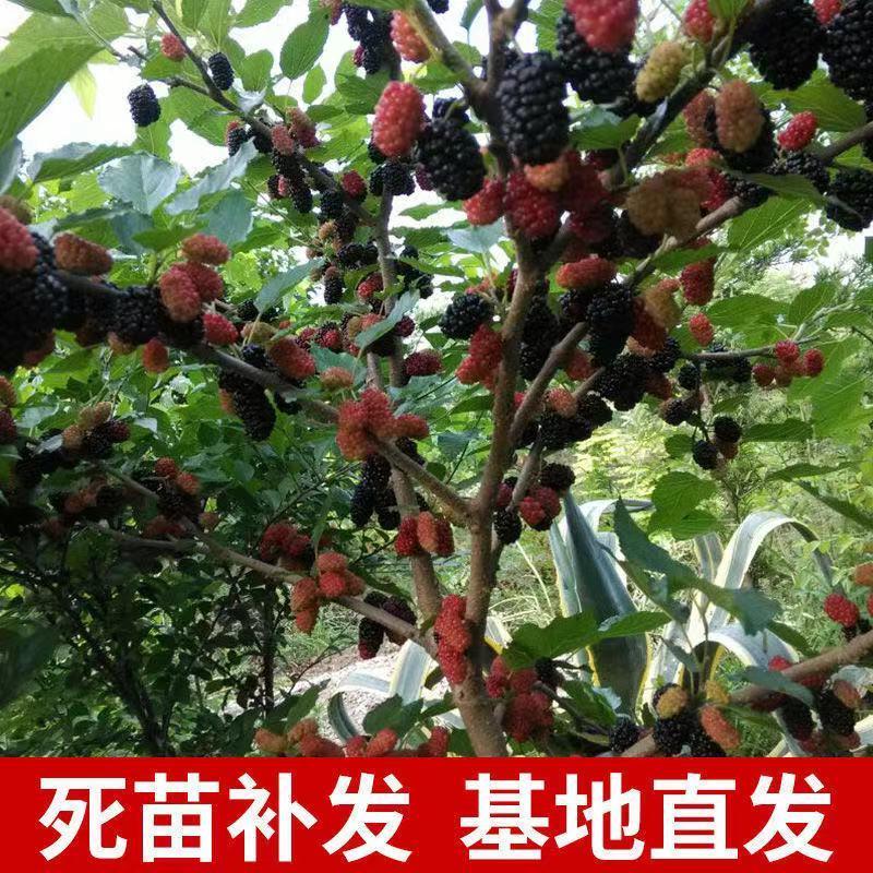 新品种台湾四季长果桑树苗特大十大果桑葚苗当年结果桑树苗
