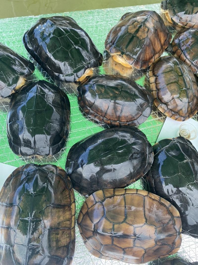 石金钱龟，10年到13年外池老龟🐢可以留种可以煲汤。