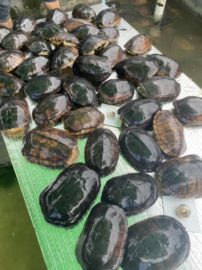 石金钱龟，10年到13年外池老龟🐢可以留种可以煲汤。