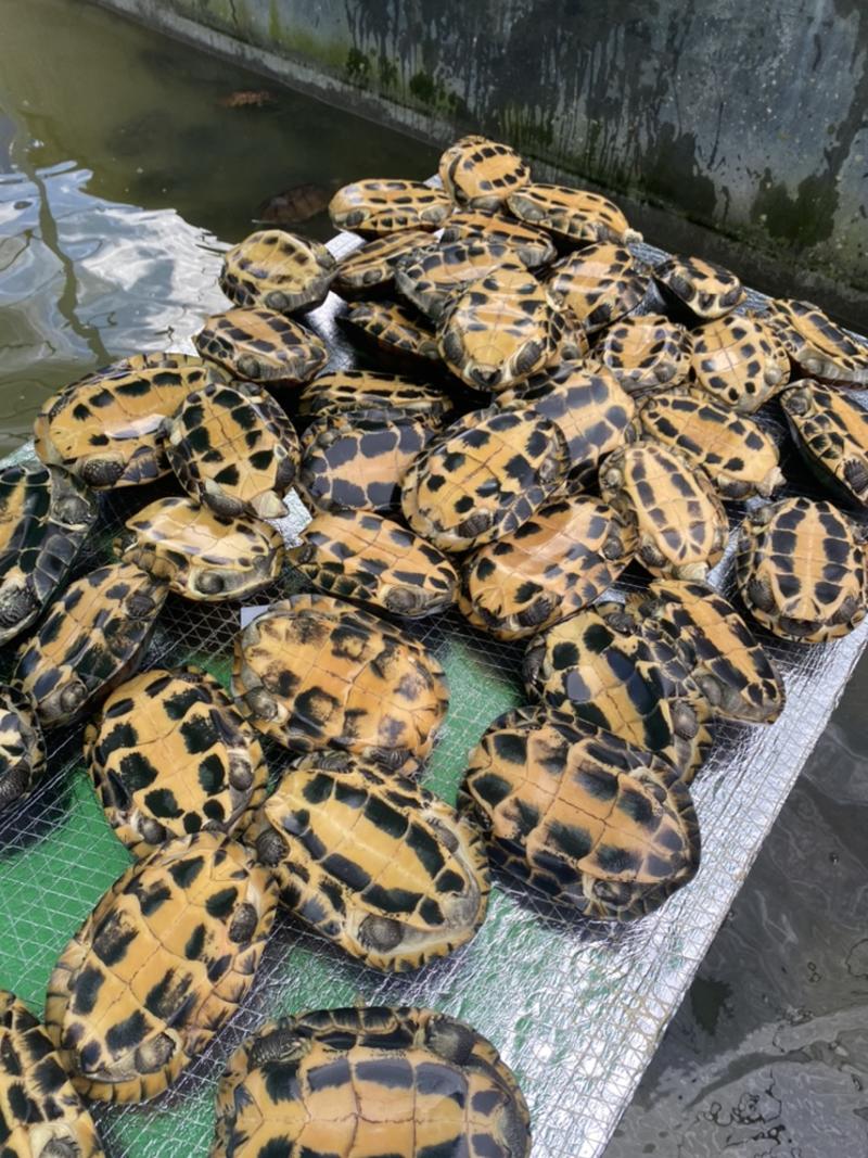石金钱龟，10年到13年外池老龟🐢可以留种可以煲汤。
