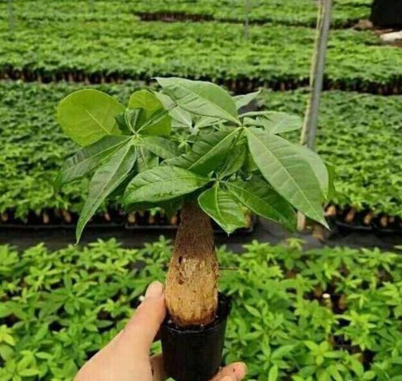 发财树种子四季播室内小型盆栽花卉招财树种子辫子树发财树