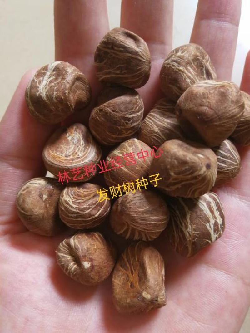 发财树种子四季播室内小型盆栽花卉招财树种子辫子树发财树