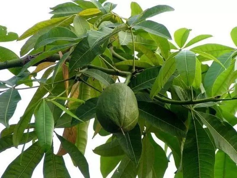 发财树种子四季播室内小型盆栽花卉招财树种子辫子树发财树