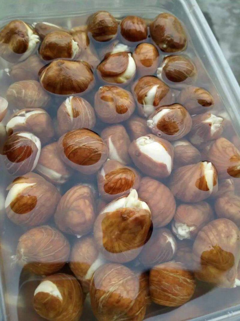发财树种子四季播室内小型盆栽花卉招财树种子辫子树发财树