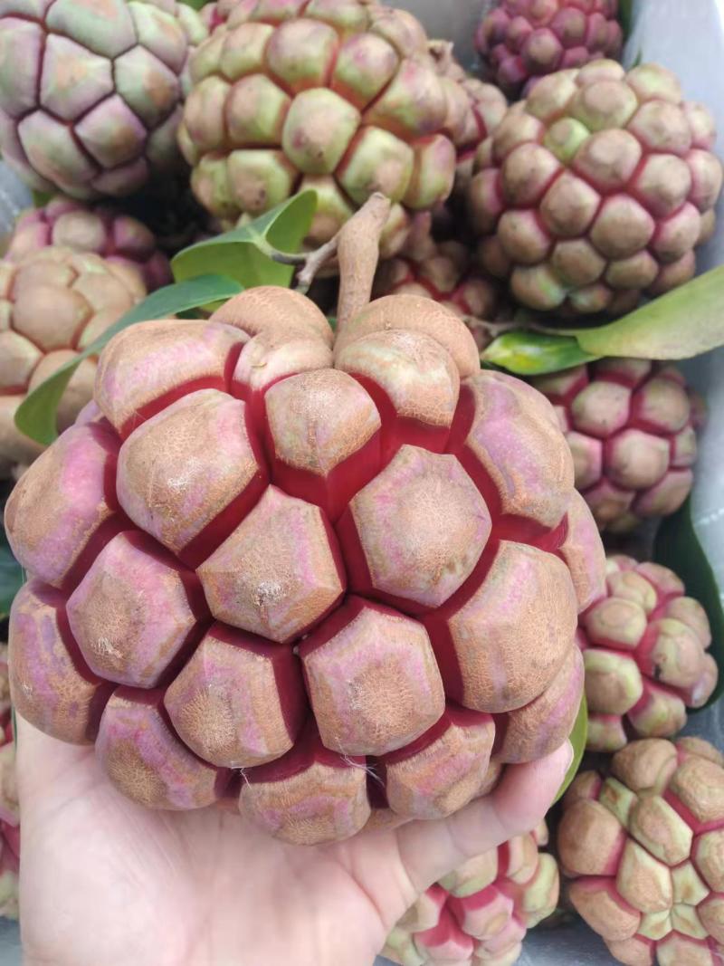 精品黑老虎