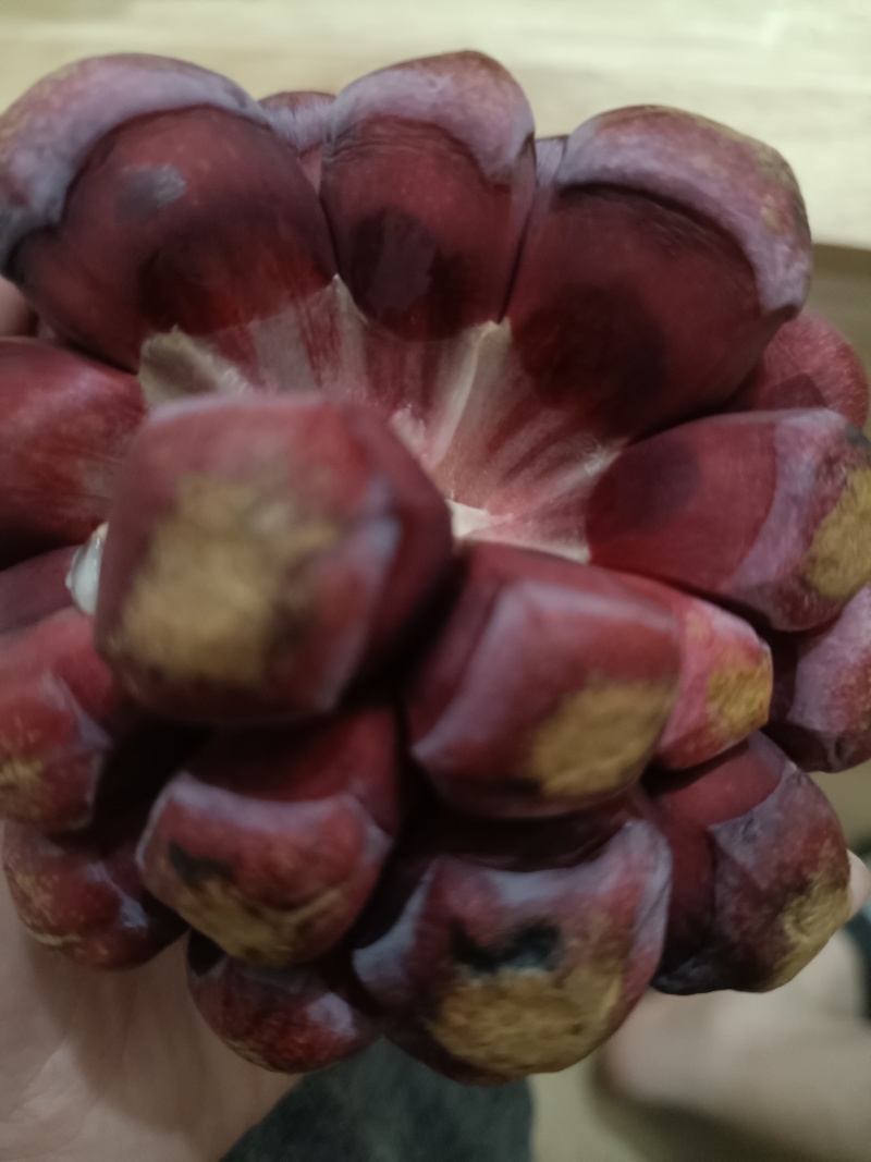 精品黑老虎