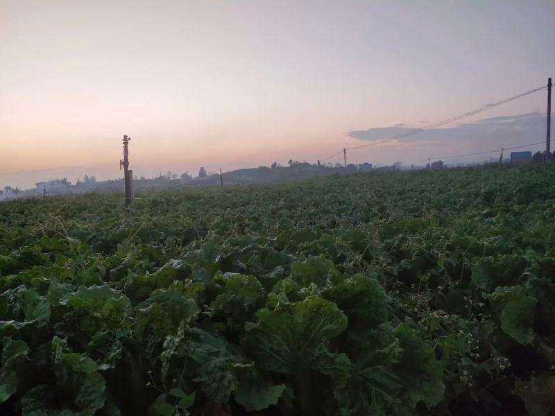 贵州安顺麻叶菜基地一手货源大量优先欢迎老板预订全国发货
