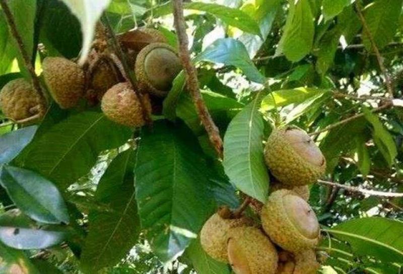 林木种子风流果种子林木种子发芽率高量大优惠