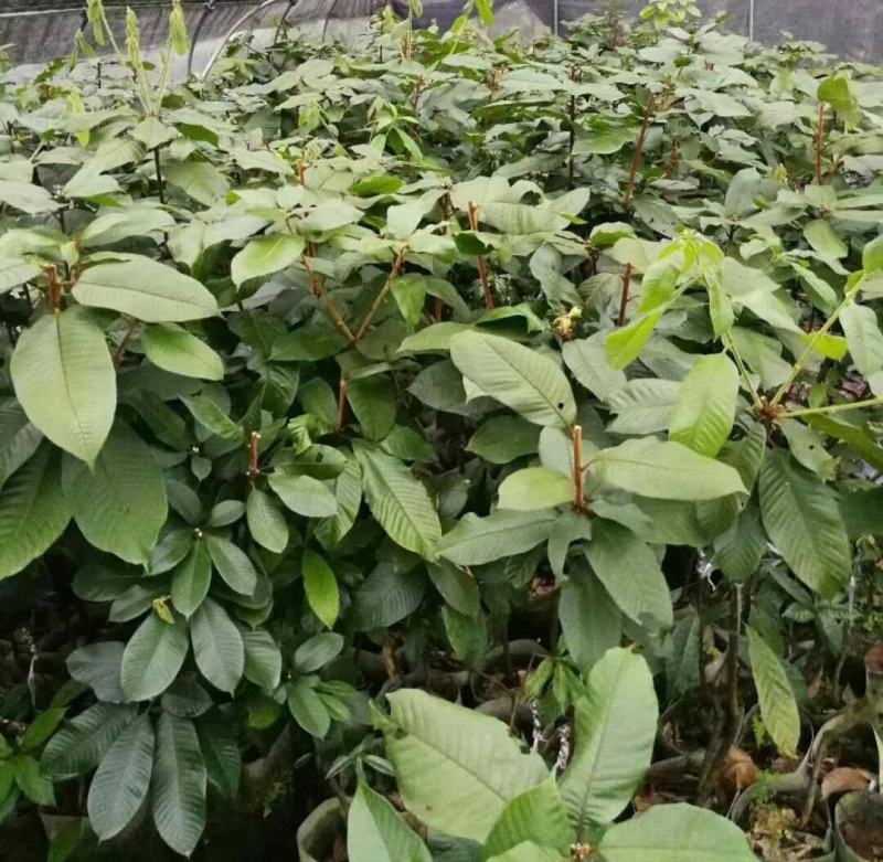 林木种子风流果种子林木种子发芽率高量大优惠