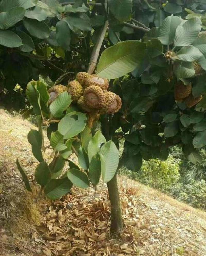林木种子风流果种子林木种子发芽率高量大优惠