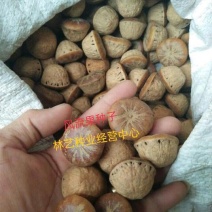 林木种子风流果种子林木种子发芽率高量大优惠