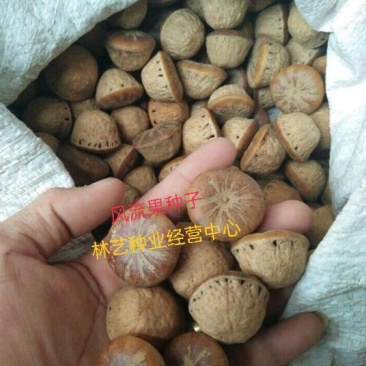 林木种子风流果种子林木种子发芽率高量大优惠