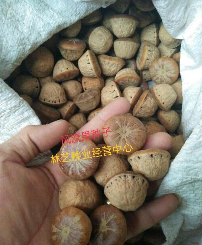 林木种子风流果种子林木种子发芽率高量大优惠