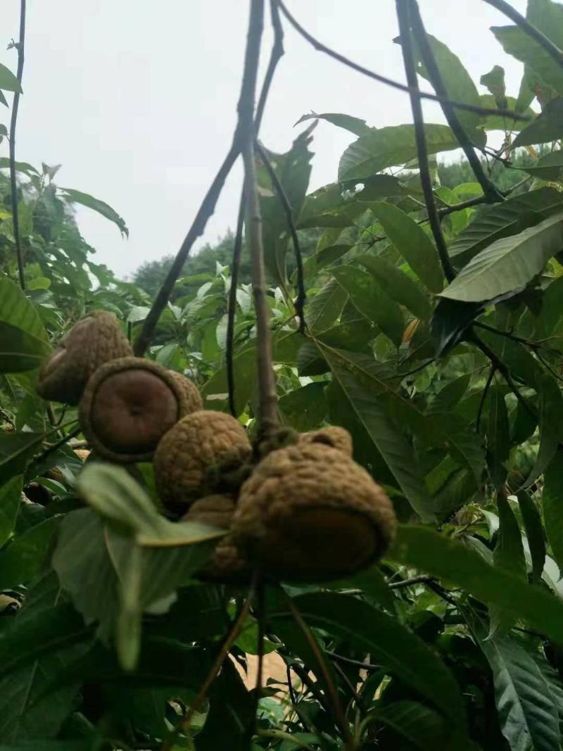 林木种子风流果种子林木种子发芽率高量大优惠