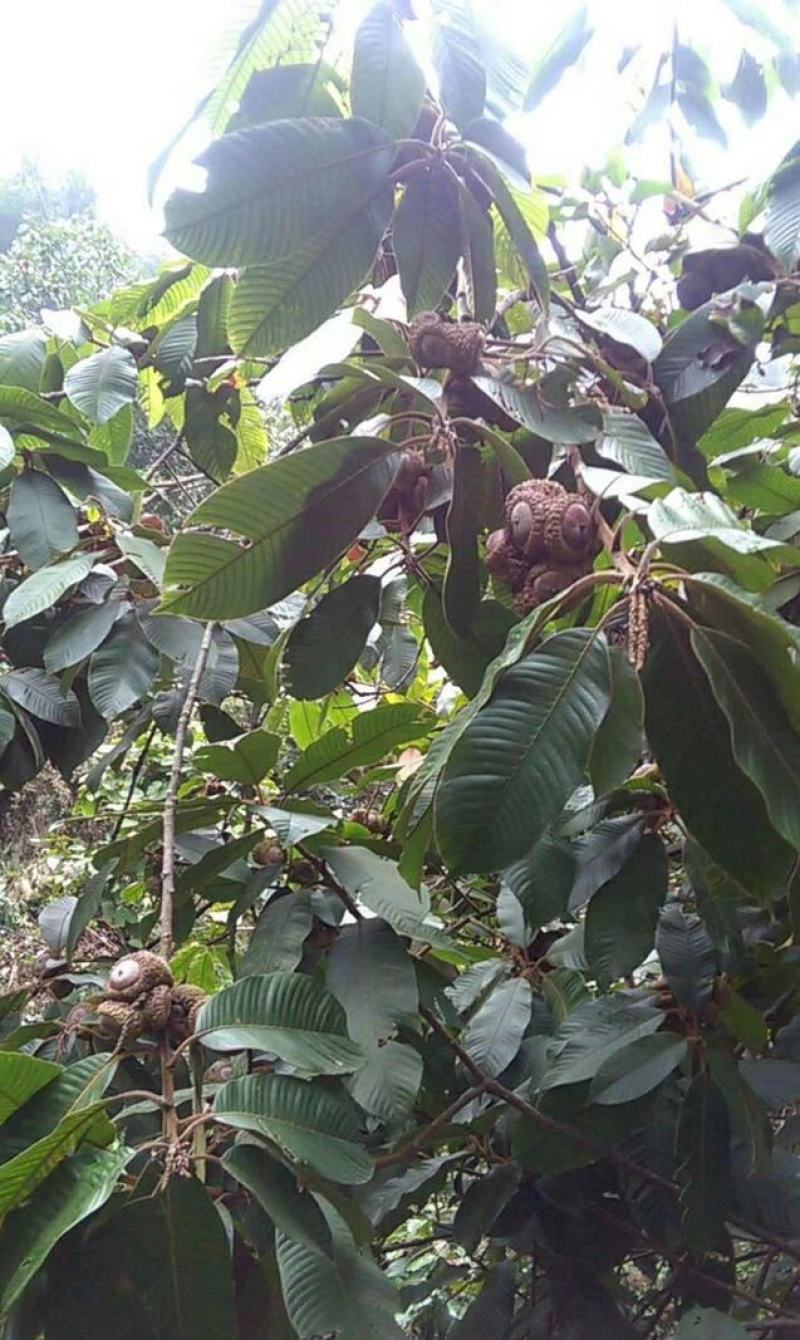 林木种子风流果种子林木种子发芽率高量大优惠