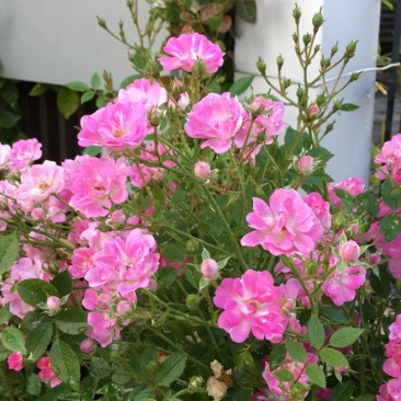 日本微型月季紫咲月季花色艳丽好看稀有品种