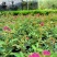 日本微型月季紫咲月季花色艳丽好看稀有品种