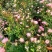 日本微型月季紫咲月季花色艳丽好看稀有品种