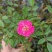 日本微型月季紫咲月季花色艳丽好看稀有品种