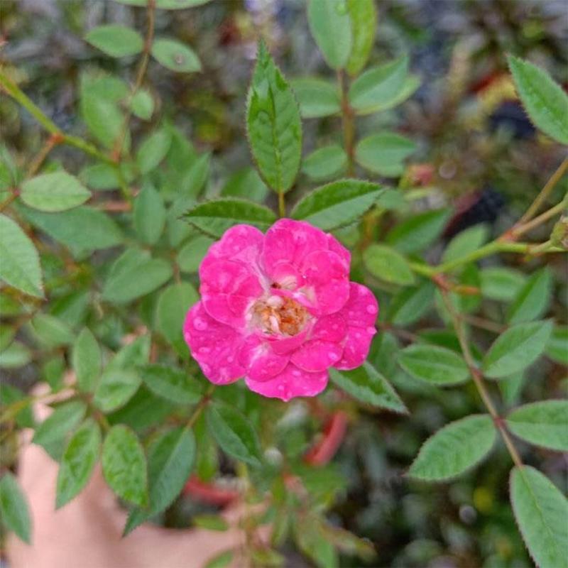 日本微型月季紫咲月季紫红小玫瑰花花色艳丽好看稀有品种