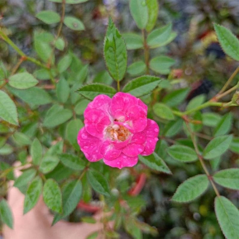 日本微型月季紫咲月季花色艳丽好看稀有品种