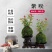 日本微型月季紫咲月季花色艳丽好看稀有品种