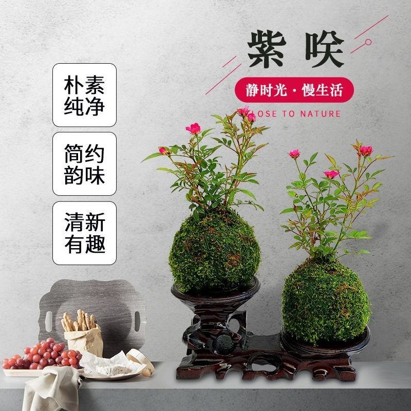 日本微型月季紫咲月季花色艳丽好看稀有品种