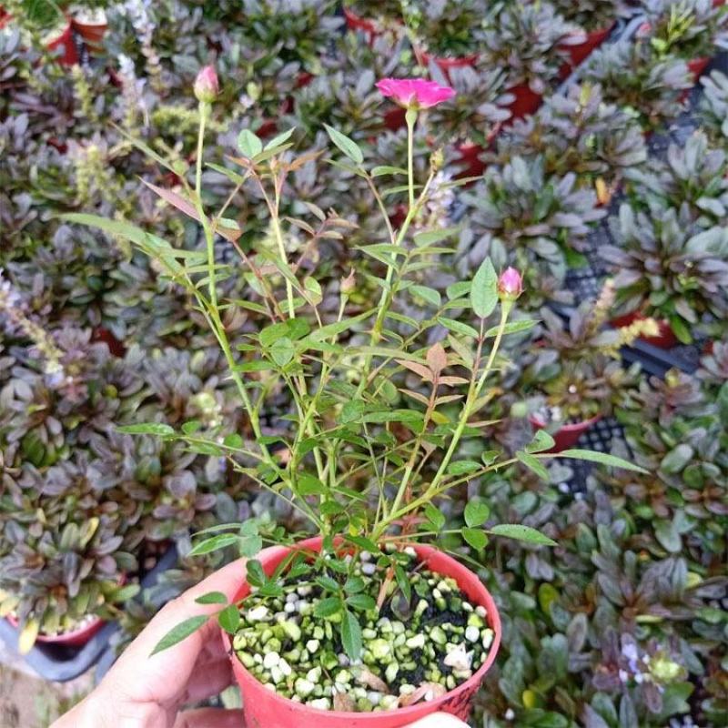 日本微型月季紫咲月季花色艳丽好看稀有品种
