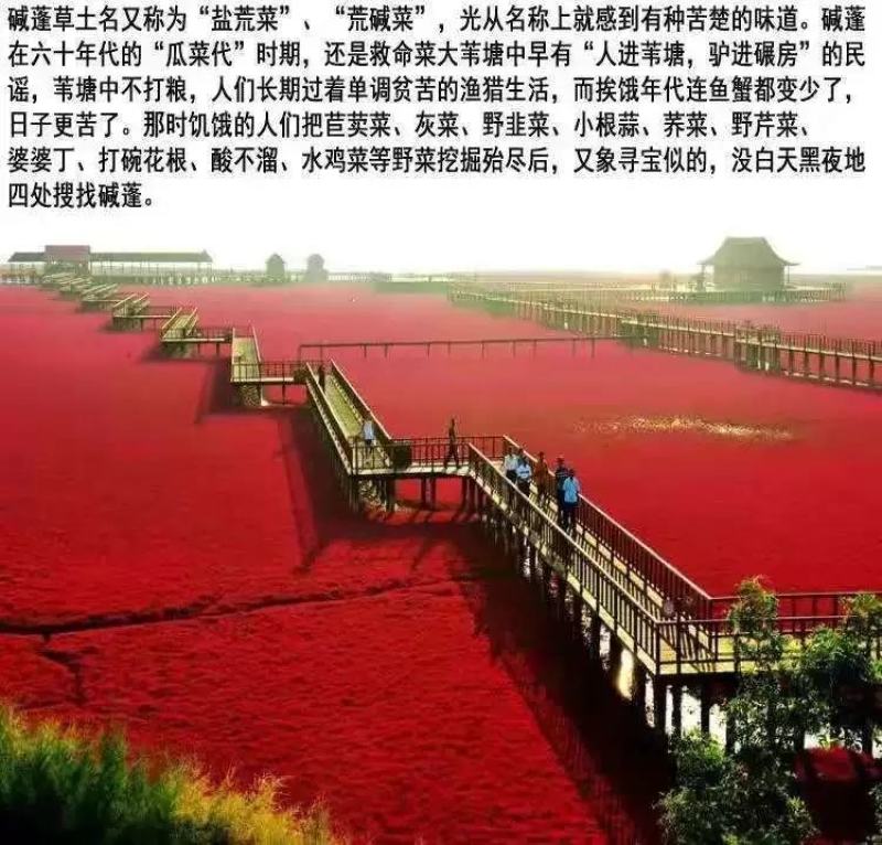 碱蓬草种子盐荒菜荒碱菜盐地碱蓬种子沙地荒地耐盐碱治理土壤