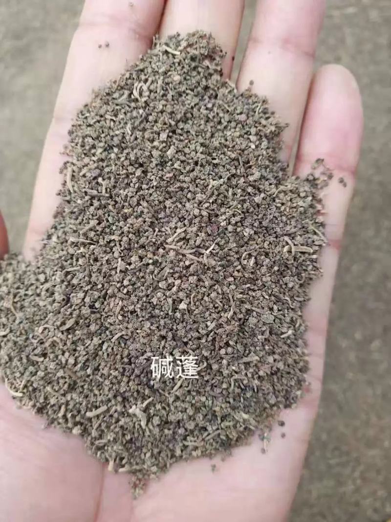 碱蓬草种子盐荒菜荒碱菜盐地碱蓬种子沙地荒地耐盐碱治理土壤