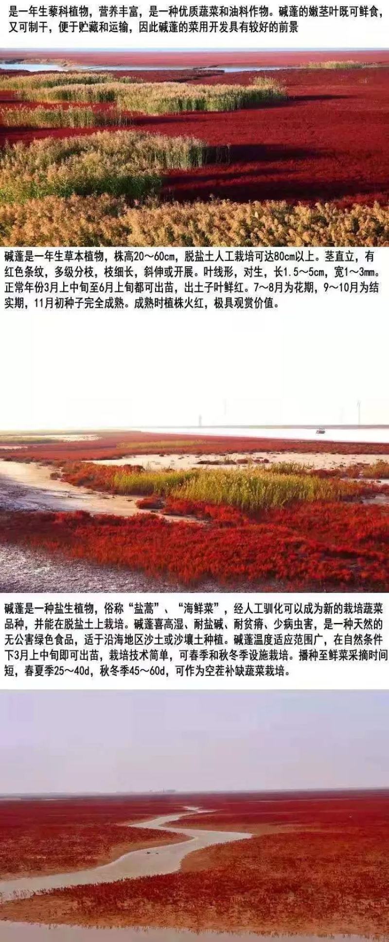 碱蓬草种子盐荒菜荒碱菜盐地碱蓬种子沙地荒地耐盐碱治理土壤