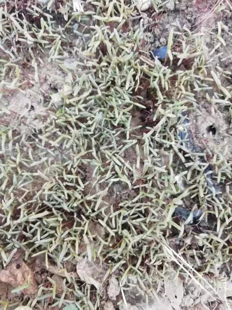 碱蓬草种子盐荒菜荒碱菜盐地碱蓬种子沙地荒地耐盐碱治理土壤